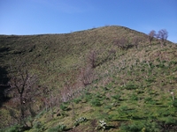 Monte Mojo
